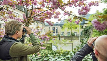 Vogels tellen in de stad