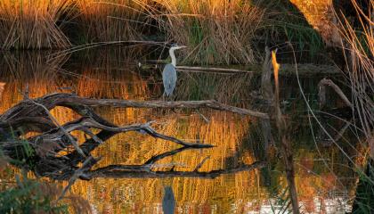 Reiger in de Bodensee