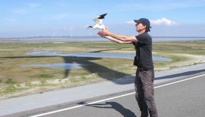 Een gezenderde Kluut wordt losgelaten langs de Groningse kust.