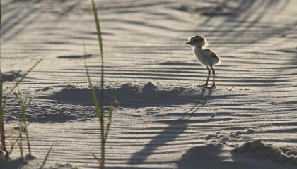 Jonge Strandplevier