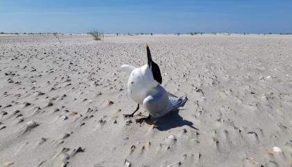 Grote Stern met verschijnselen van vogelgriep op Schiermonnikoog