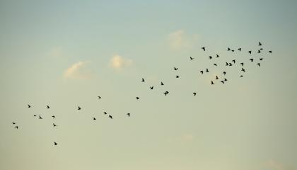 Vlucht vogels