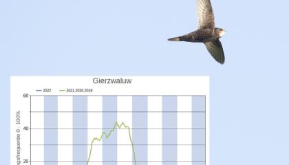 gierzwaluwgrafiek liveatlas 2022