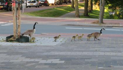 grote canadese gans met kuikens