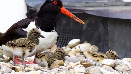 Scholekster op dak