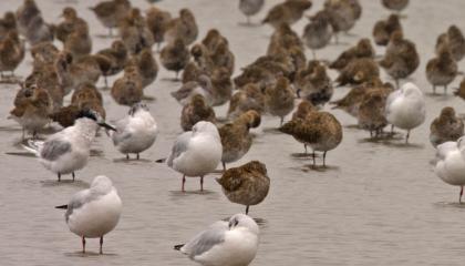  goudplevier_tureluur_kokmeeuw_grote_stern_wagejot_texel