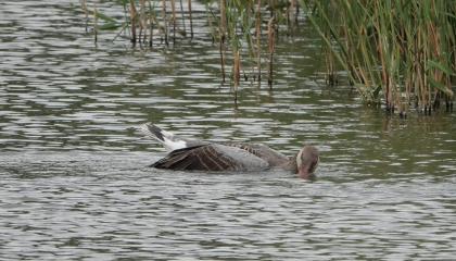 Grauwe Gans vogelgriep