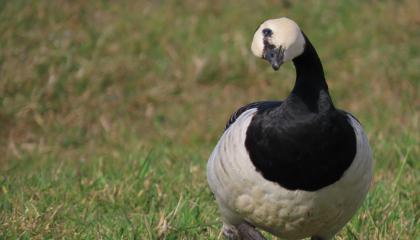 Brandgans met vogelgriep