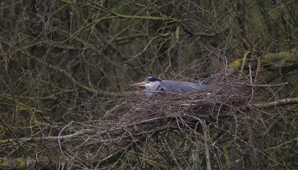 Blauwe reiger op nest