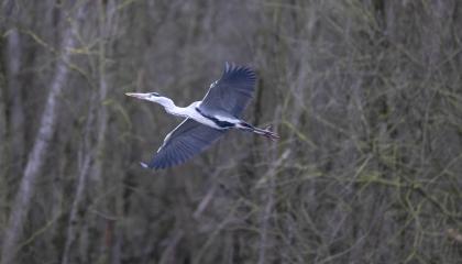 Blauwe Reiger