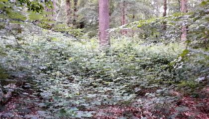 Gemengd bos met ondergroei.jpg