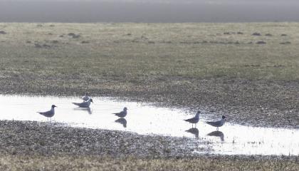 Kokmeeuwen op ondergelopen weiland