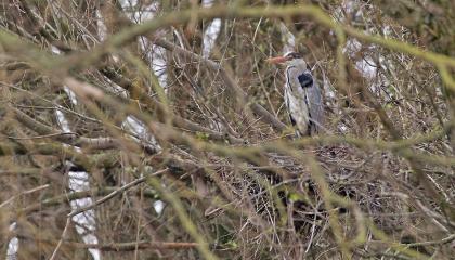 Blauwe Reigers zijn er vroeg bij.