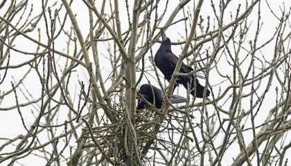 Roeken bouwen aan hun nest