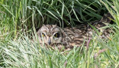 Velduilen op nest 