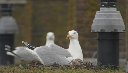 Zilvermeeuwen op het dak