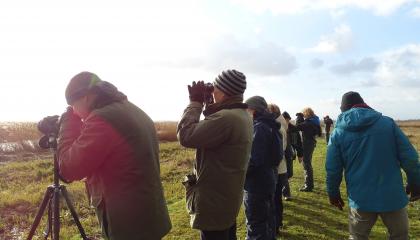 Vogeltellers in actie