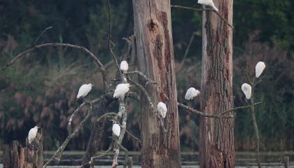 Koereigers op een slaapplaats