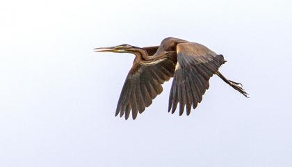 Purperreiger vliegend