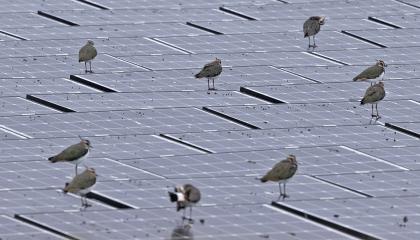 Kieviten op zonnepanelen