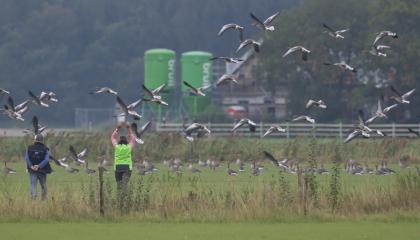 Ganzen worden verstoord door wandelaars