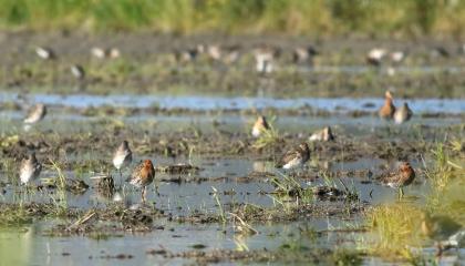 Overwinterende Grutto's in een wetland