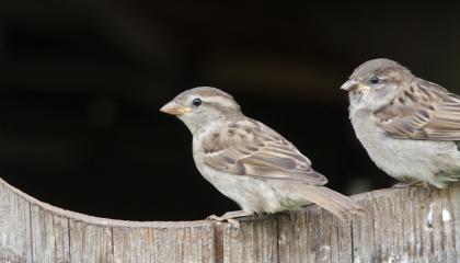 Twee huismussen