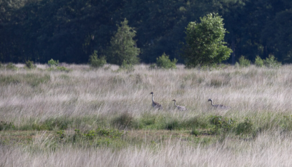 Kraanvogels in het Engbertsijkveen