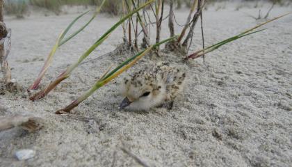 Strandplevier kuiken net uit het nest