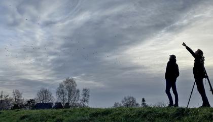 Vogelaars kijken naar ganzen