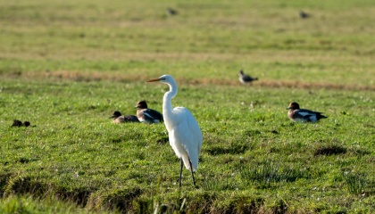 Grote Zilverreiger