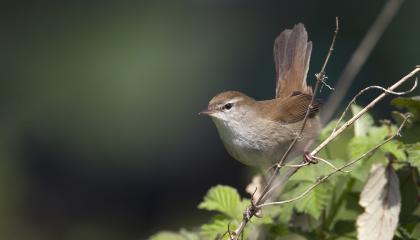 Cetti's Zanger