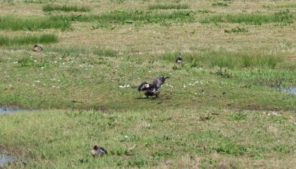 Een achtergebleven Brandgans met vogelgriepverschijnselen op 14 april 2025 bij Durgerdam (foto: Roy Slaterus)