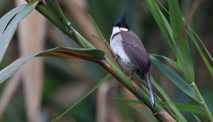 Roodoorbuulbuul, gefotografeerd in Thailand.