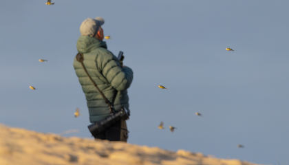 Vogelaar kijkt naar Pimpelmezen