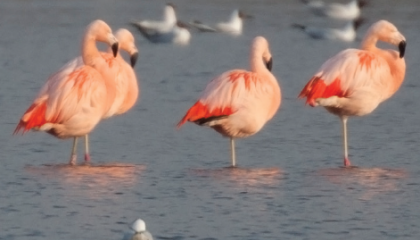 Chileense Flamingo's op de broedplaats in het Zwillbrocker Venn. Foto: Harvey van Diek