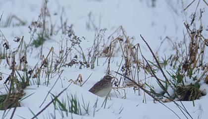 Boomleeuwerik in de sneeuw