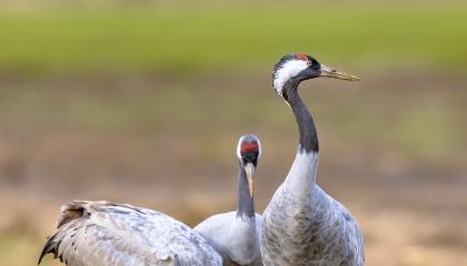 Kraanvogels met jong
