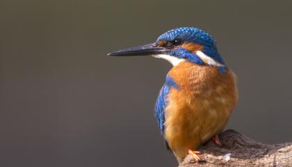 IJsvogel man Markelo Ov 24 april 2015_HVD8351