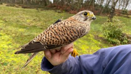 Deze gezenderde Torenvalk uit de Achterhoek werd in Zuid-Engeland per toeval gevangen in een mistnet. 
