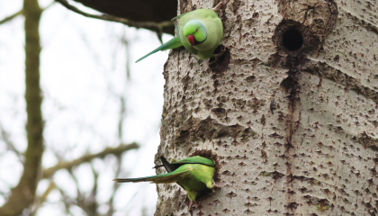 Halsbandparkiet_5apr2024_Castricum_Hugo Wieleman