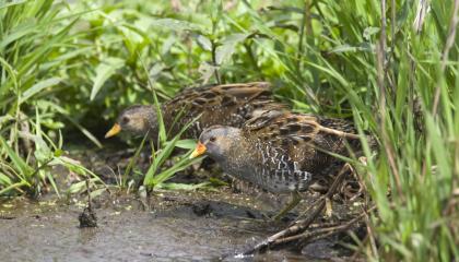 Paar Porseleinhoenders te Zevenhoven ZH 19 juni 2009