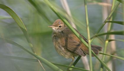 Kleine karekiet jong Meertje Ooijpolder 5 aug 2016