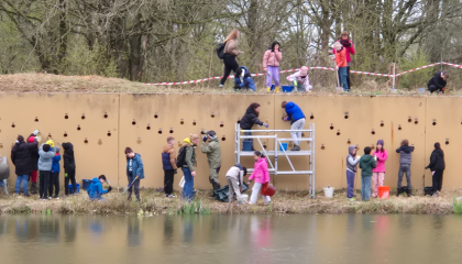 Oeverzwaluwwand Meerbos, Eindhoven door leerlingen onderhouden en geteld