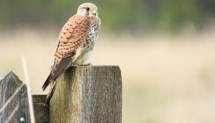 Torenvalk op paal