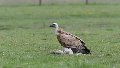 Vale Gier op Texel